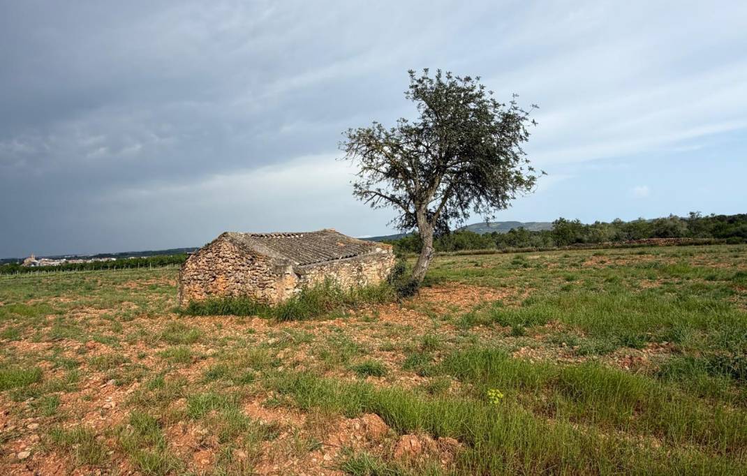 Segunda mano · Terreno rural · Benlloch · Comunidad valenciana